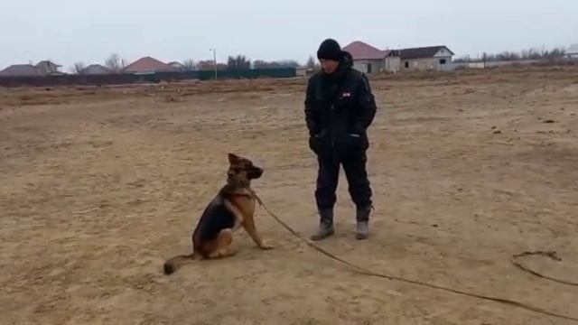 Можно ли обучить взрослую собаку? Несомненно, ДА смотреть онлайн