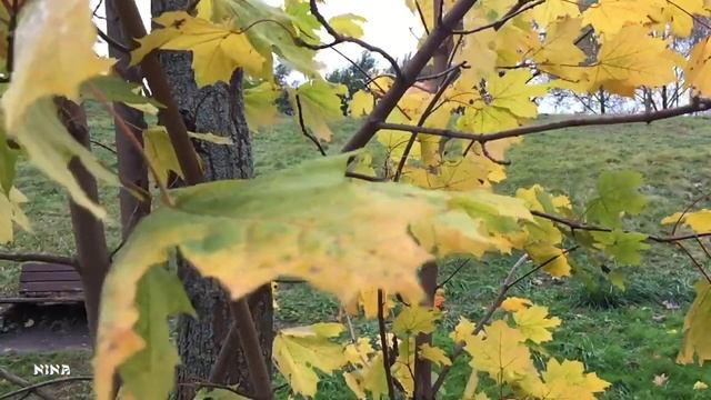 Послушайте Восхитительную МУЗЫКУ под Шёпот Осенних Листьев! смотреть онлайн