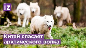 Китайские ученые первыми в мире клонировали арктического волка / Известия