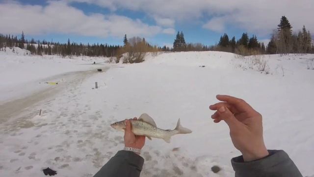 Ловля хариуса весной на лесной речке смотреть онлайн