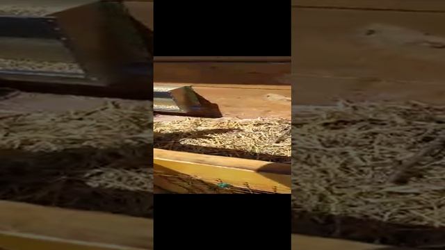 Кролик Филимон?