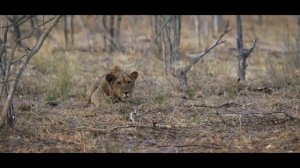 Дикая Африка - Львиный прайд