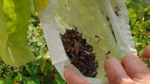 Дачные СОВЕТЫ! ЛАЙФХАКИ! Так ли они Полезны?!