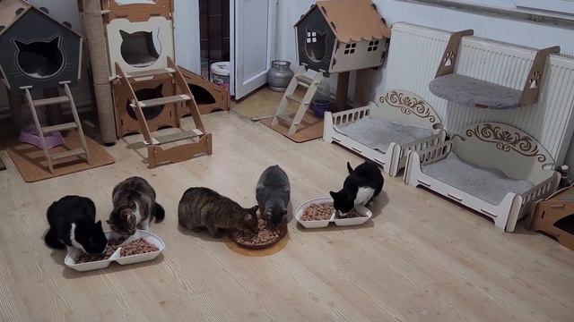 Are you dreaming of a better world for stray cats? Start this dream on your own street. смотреть онлайн