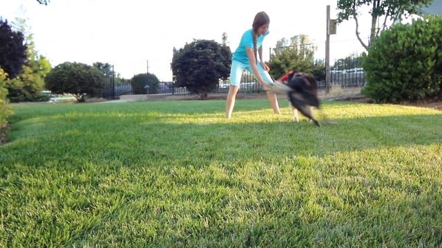 Java's entry to EpicTrickDogs trick challenge - leg weaves смотреть онлайн