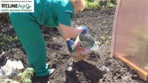 Как посадить томаты в открытый грунт. Выращивание помидоров.