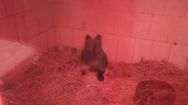 Грозный медведка???❤ смотреть онлайн