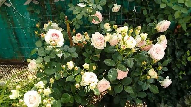 Роза Пьер де Ронсар,отвечаю на ваши вопросы по поводу того,чтоб сохранить побеги. смотреть онлайн