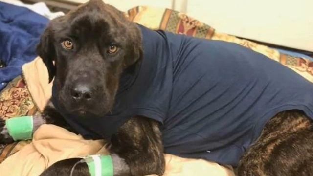 Этого пса полгода морили голодом - когда его нашли, бедняга еле дышал смотреть онлайн