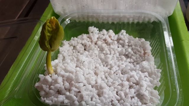 Баобаб на 8 день?Почему не прорастают остальные семена?