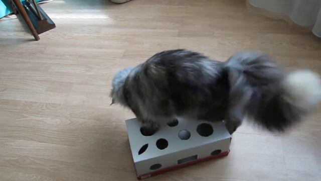 Maine Coon_intellectual box смотреть онлайн