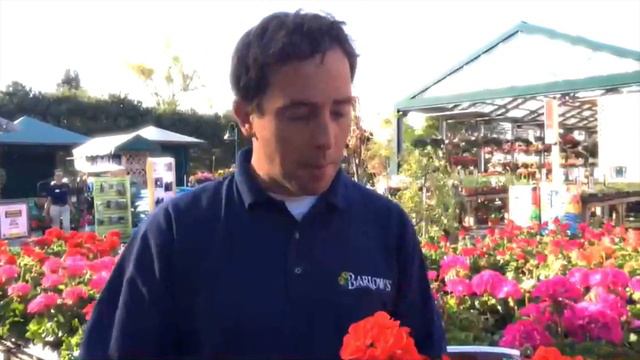 Barlow's TV [Episode 51] Geraniums! Easy Care and Fertilizing Tips. смотреть онлайн