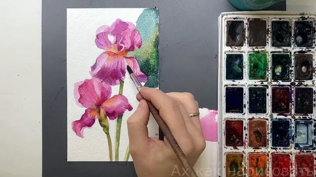Розовые ирисы акварелью смотреть онлайн