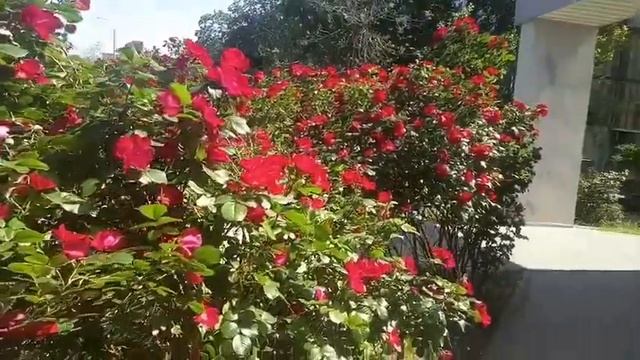 Запорожье . Розы на клумбе смотреть онлайн