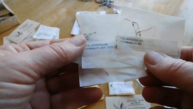 Seeds to sow-pelargoniums,succulents,caudex etc.