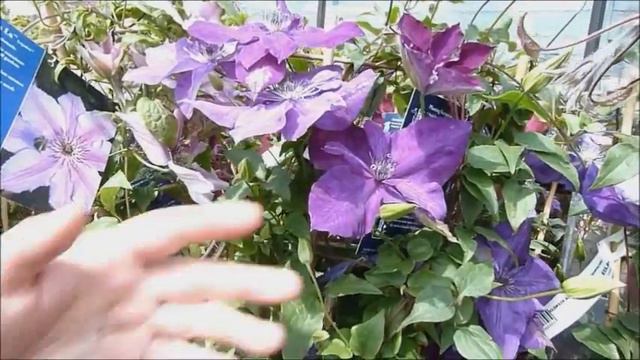 Looking Good 20th June смотреть онлайн