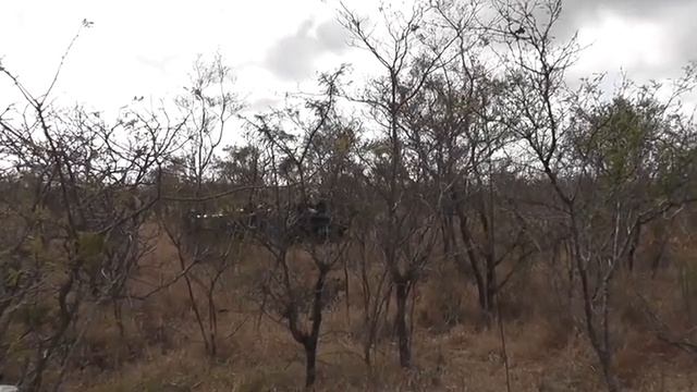 ✔Звери в природе! Леопард убивает гепарда Leopard kills cheetah смотреть онлайн