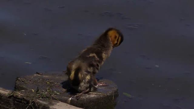 Маленькие утята в Царицыно смотреть онлайн
