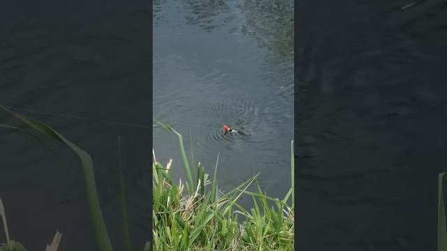 рыбаки как думаете рано я подсек рыбу?))) #рыбалка #красота #поплавок #клев #река #природа смотреть онлайн