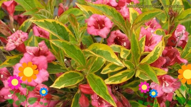 Вейгела цветущая Бригела. Краткий обзор, описание характеристик Weigela Florida Brigela