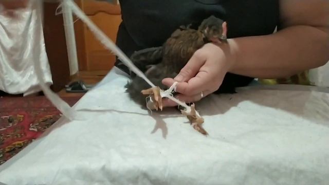 Проблема с ногами у цыплят, как перевязать лапки. Описание под видео.