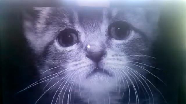 Грустный стих "Я тебя никому не отдам" смотреть онлайн