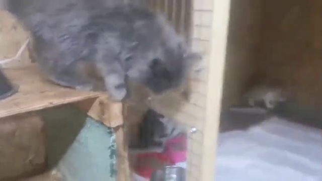 Новое кото-пополнение. Очень красивые детки. смотреть онлайн