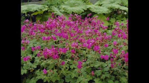 Geranium flowers - Geranium plant pelargoniums