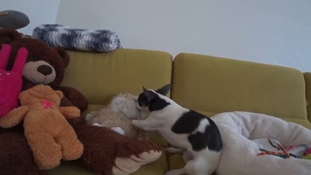 Первые дни чихуахуа в доме смотреть онлайн