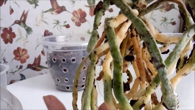 Пересадка залитой орхидеи)))