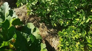 Собираем урожай 28 июля.