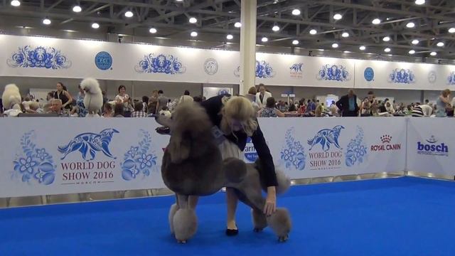 00086 World Dog Show 2016 смотреть онлайн
