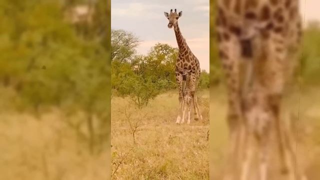 Extreme Try Not To Laugh Challenge || Funny Peoples Life || Funny Fails || Now Issue || Usa Fail смотреть онлайн