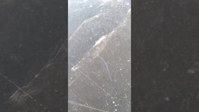 Солитерный лещ плавает под льдом Сурское водохранилище!!!! смотреть онлайн