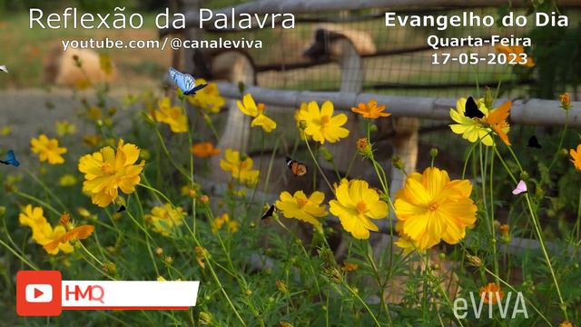 EVANGELHO DO DIA 17/05/2023 Narrado e Comentado - LITURGIA DIÁRIA - HOMILIA DIARIA HOJE смотреть онлайн