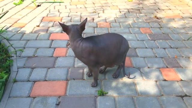 Котики дарят улыбку ?? ГОЛОДНЫЙ ЛЫСЫЙ КОТ И смешная лысая собачка Смешные кошки ? смотреть онлайн