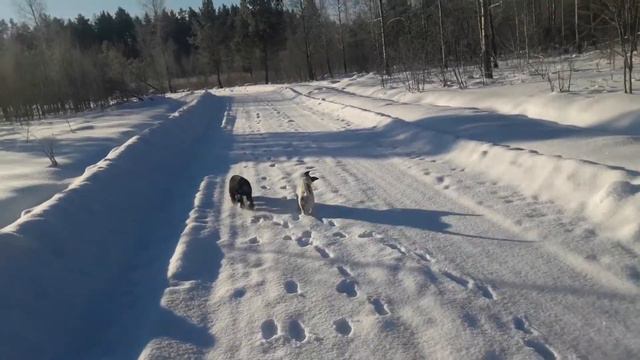 Скоро весна! Погода классная! Гуляем со щенками !Связала детскую кофту!Пришла запчасть к сепаратор смотреть онлайн