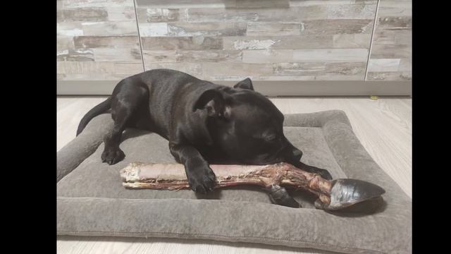 Staffie история в два года смотреть онлайн