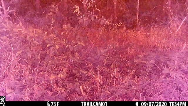 Record of Holiday Farm Fire passage on Game Camera смотреть онлайн