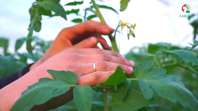 Томат Розалба F1. смотреть онлайн