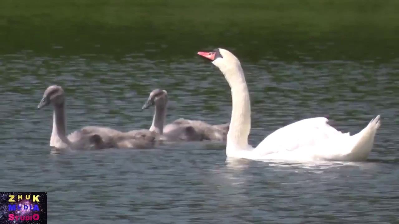 Дикая красота 2 смотреть онлайн