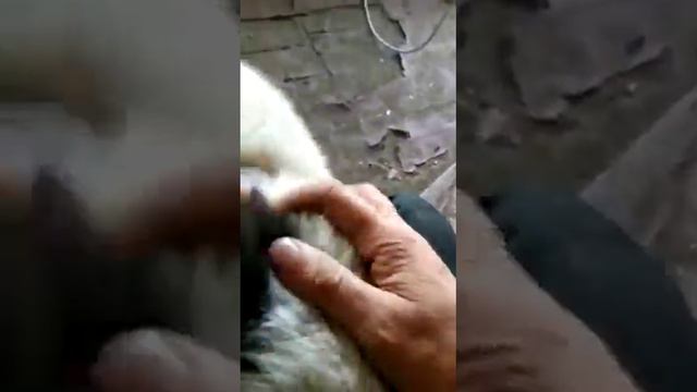 Алабай против кошки смотреть онлайн