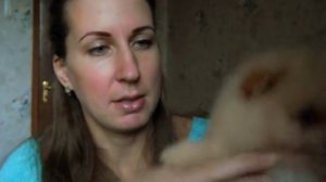 Висят уши у щенка шпица ?