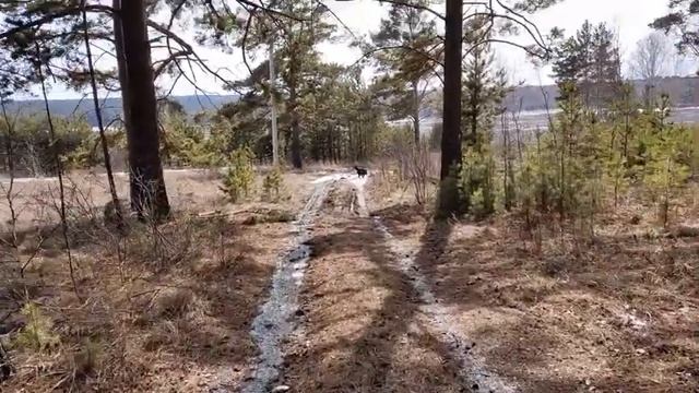 Куда в том лесу не свернешь,дорогу домой найдешь.....))))))Прогулка с собакой по весеннему лесу смотреть онлайн