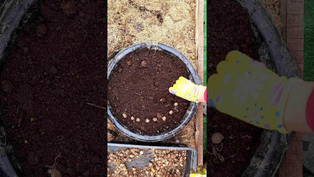 Сажаю СОТНЮ ЛУКОВИЦ в ОДИН ГОРШОК! Весной БУДЕТ ЧУДО! #shorts смотреть онлайн