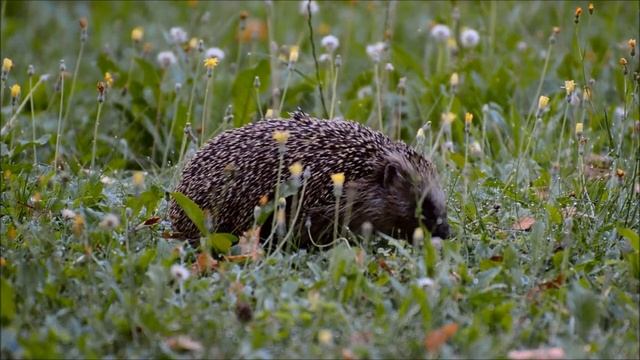 Ёжик в дикой природе смотреть онлайн