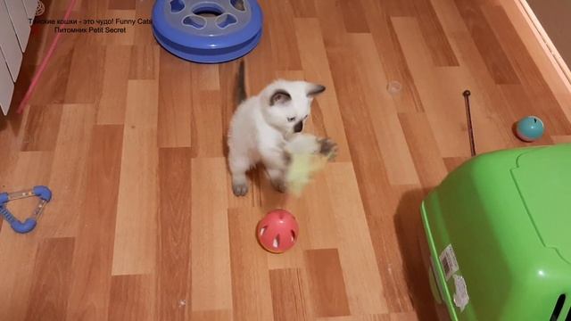 Новая игрушка - неваляшка у котят! Тайские кошки - это чудо! Funny Cats смотреть онлайн