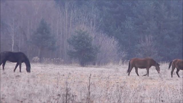 Зимние прогулки. Дикая природа Польши. Winter walks. The wild nature of Poland. смотреть онлайн