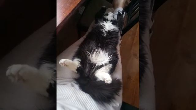 Кот жиробас притворяется мертвым！！Кот притворяется мертвым,чтобы ему дали поспать！ смотреть онлайн
