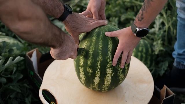 Арбуз сорта Талисман (Агросоюз Романовский) смотреть онлайн